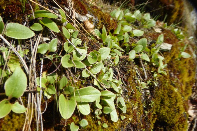 leaves and moss on rock