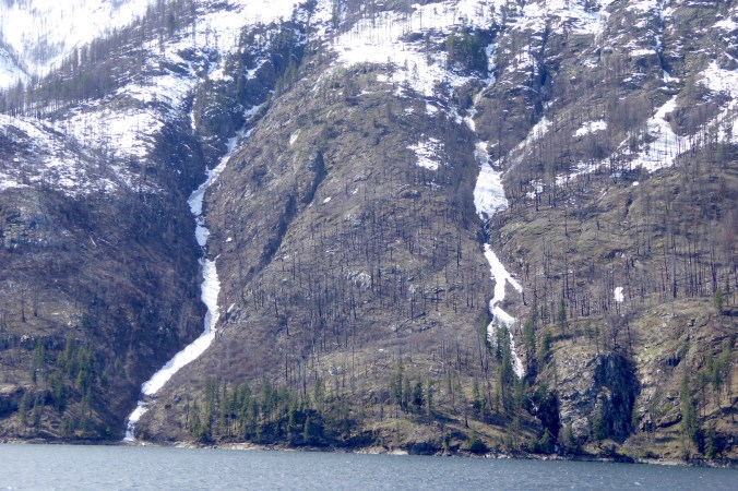 Mountainside with dead standing trees and snow filled gullies