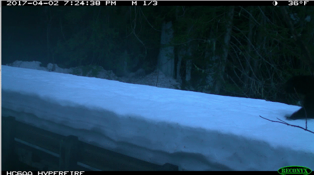 GIF of black bear walking across snow