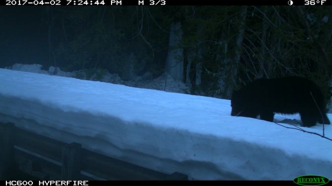 black bear walking on snow with nose to the ground. 2017-04-02, 7:24:44 PM, 36˚F