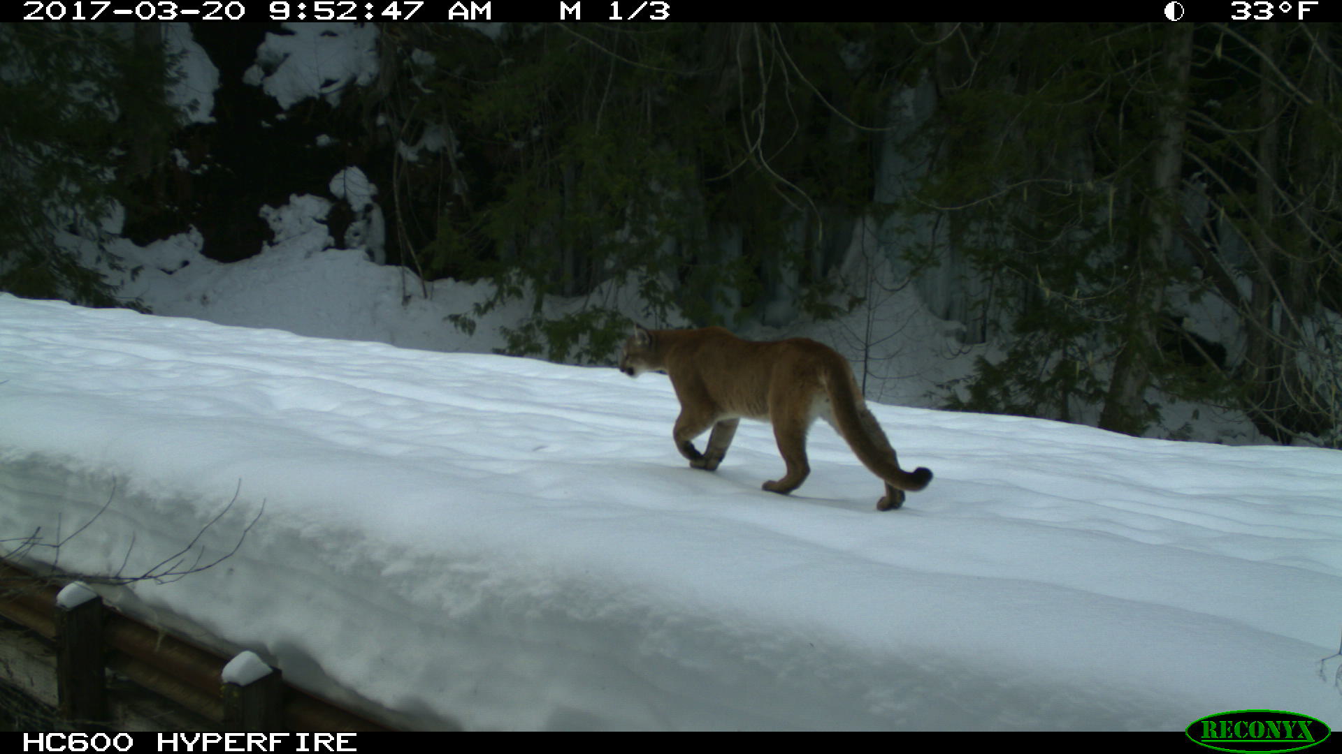 Mountain lion walking on snow. 2017-03-20, 9:52:47 AM, 33˚F