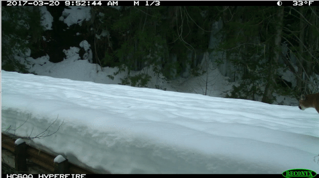 GIF of mountain lion walking across snow