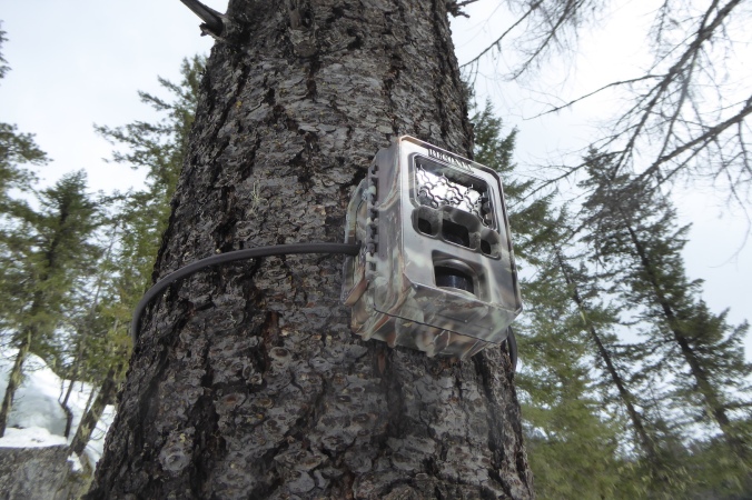 Trail cam mounted on Douglas-fir tree