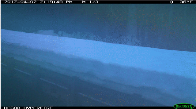 GIF of trail cam sequence. Cam is nudged by animal out of frame.