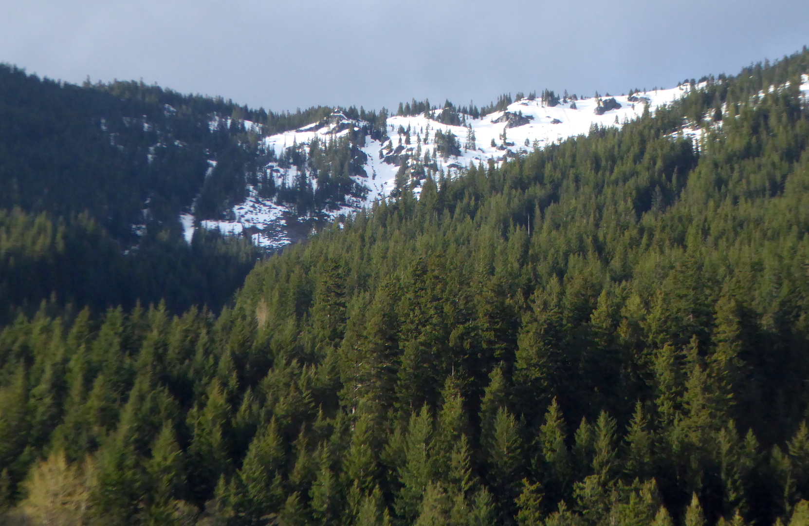 Forests on snow-covered mountainside