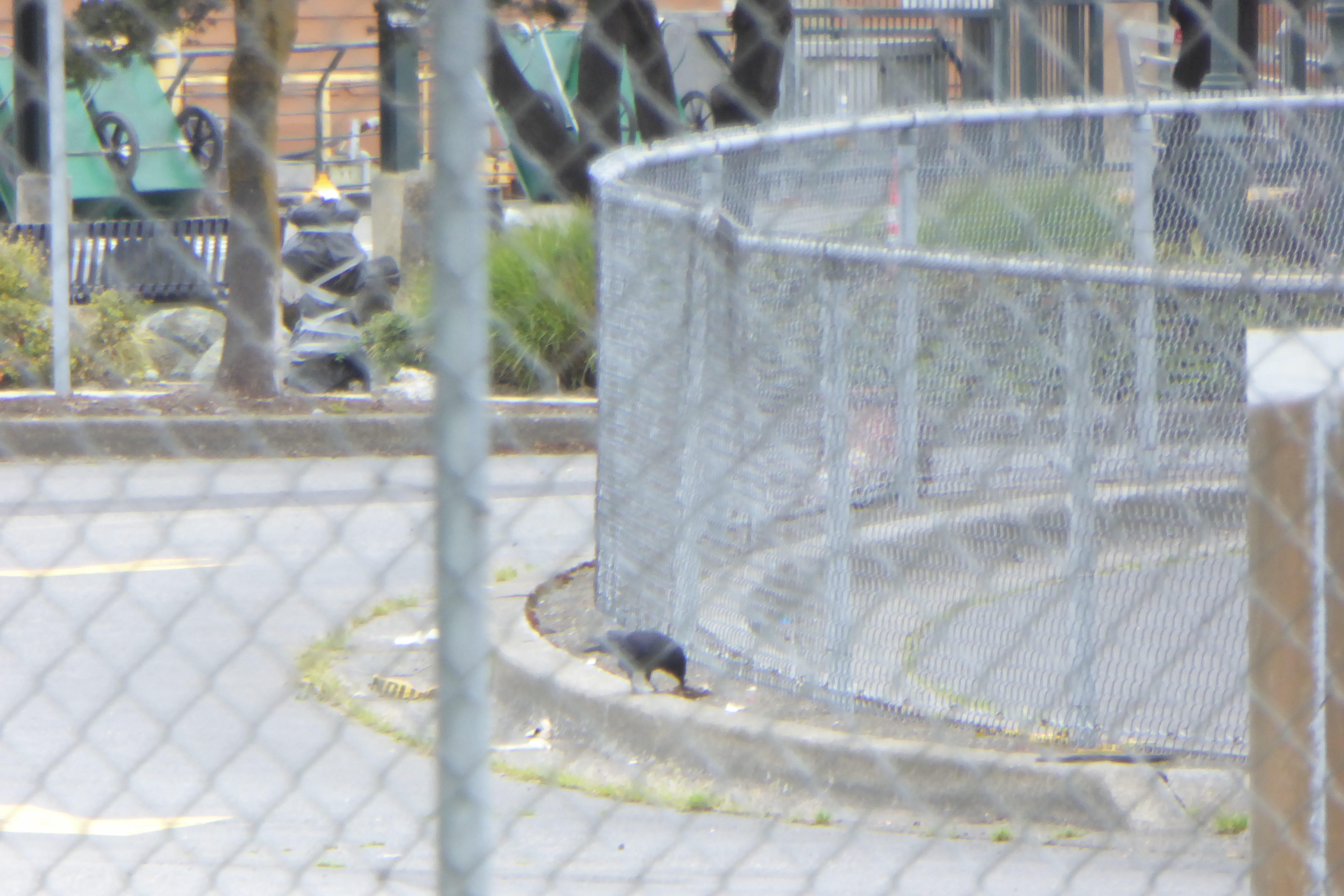 view through fence of crow