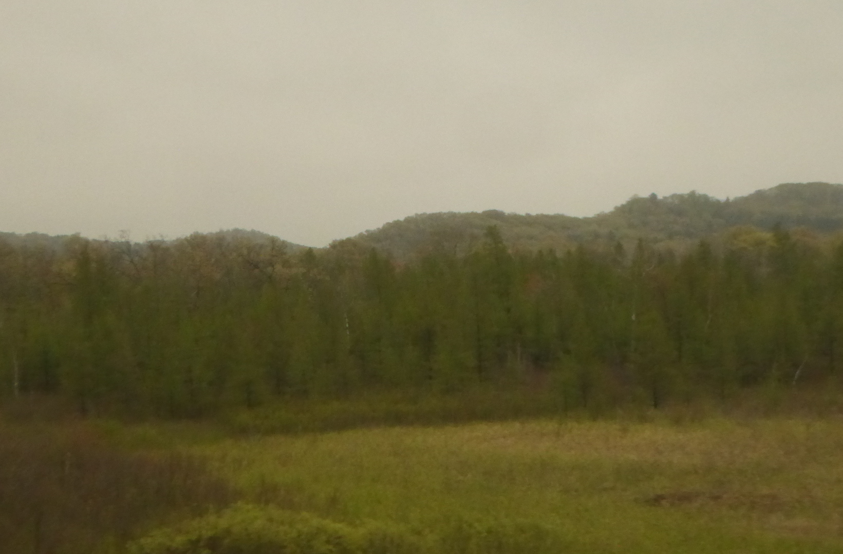 forest and rolling hills