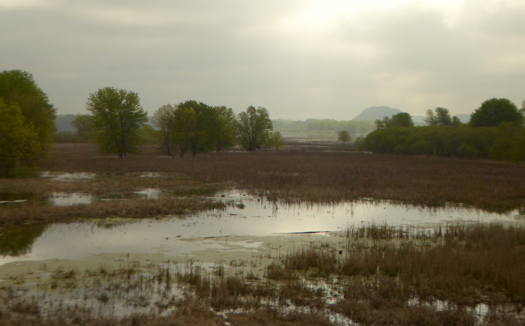 flooded marsh bordered by forest