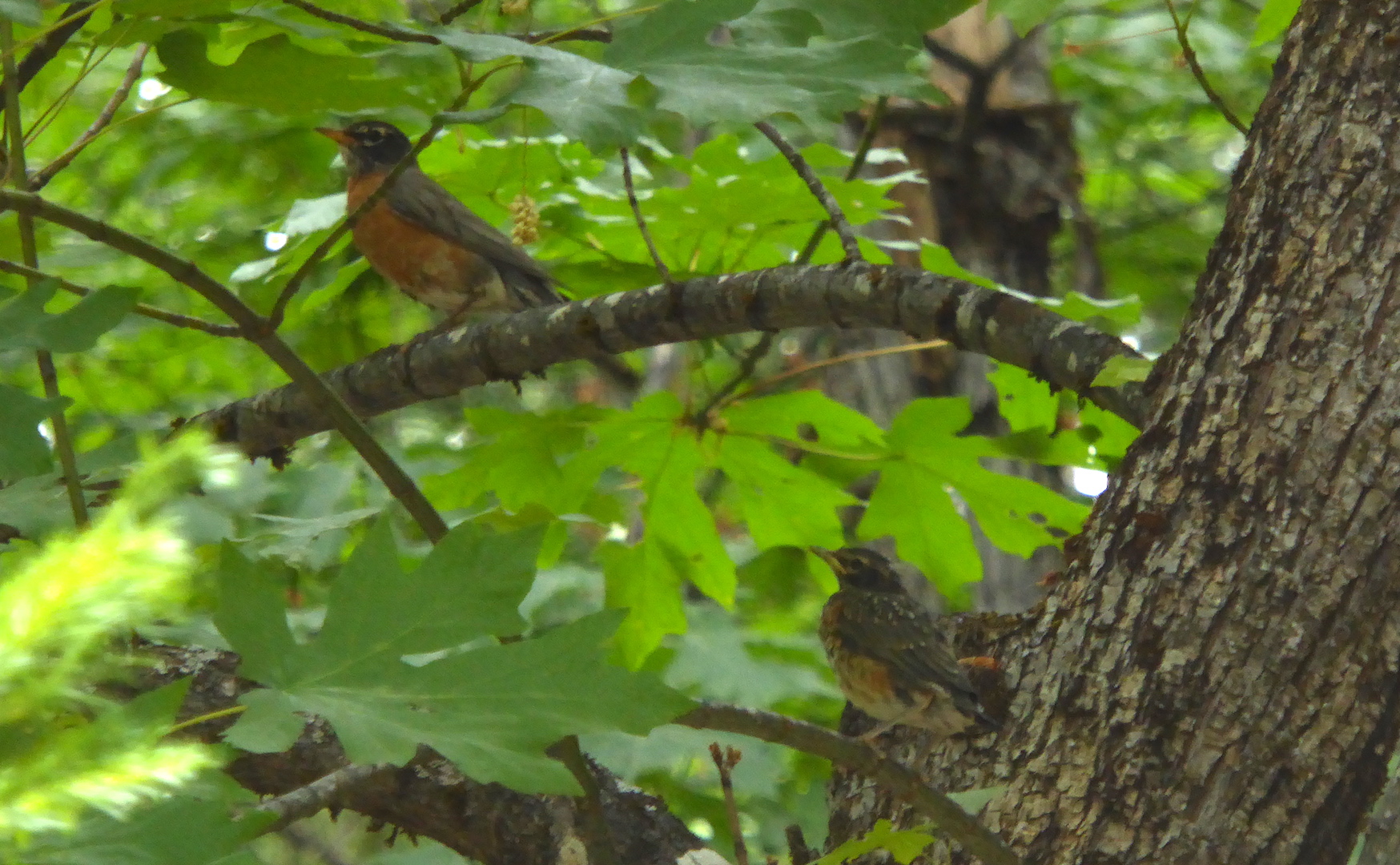 Adult robin (upper left) and fledgling robin (lower right) perched on tree branches. Tree is big leaf maple.