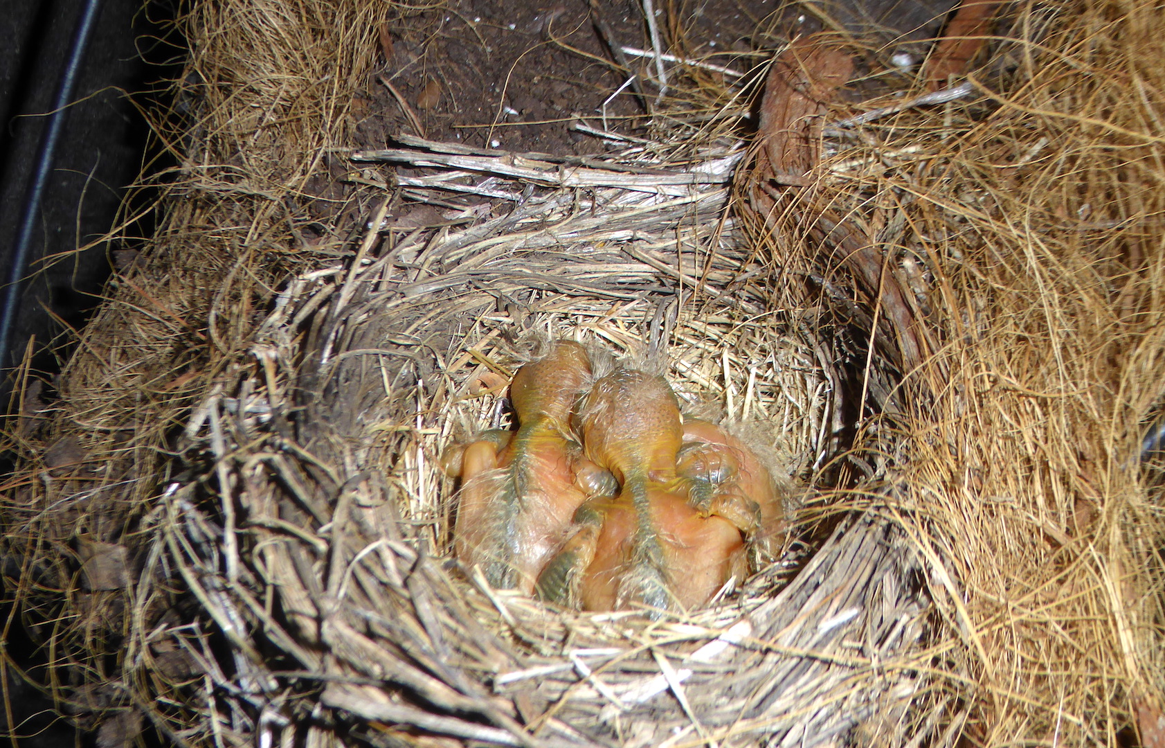naked robin chicks in nest