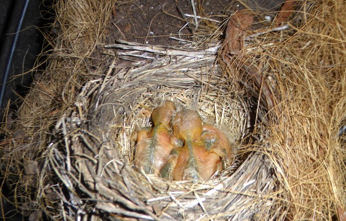 naked robin chicks in nest