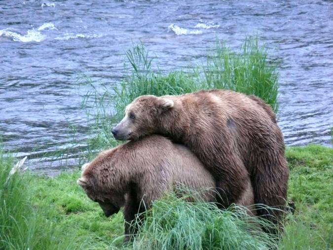 mating bears