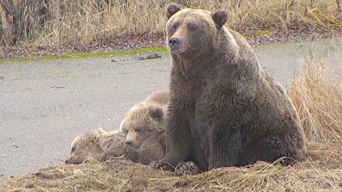 mother bear sits next to two of her cubs