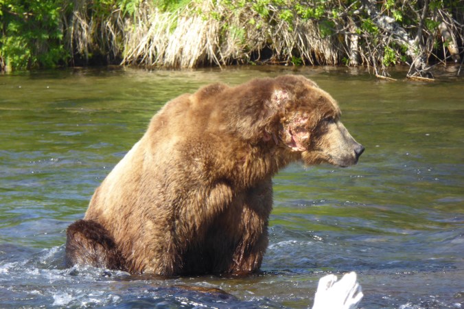 large bear with wound on cheek sitting in water