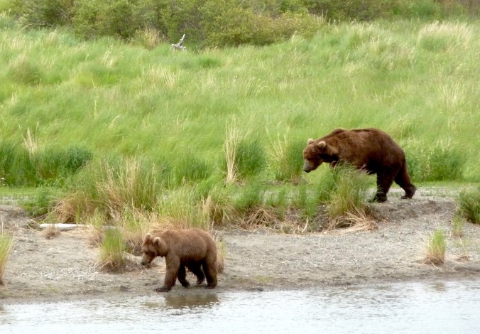 large bear (right) follows smaller bear through grass