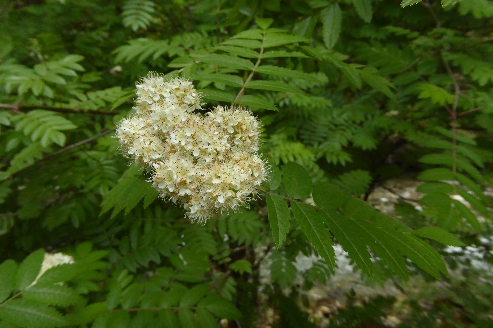 flowers, Sorbus scopulina
