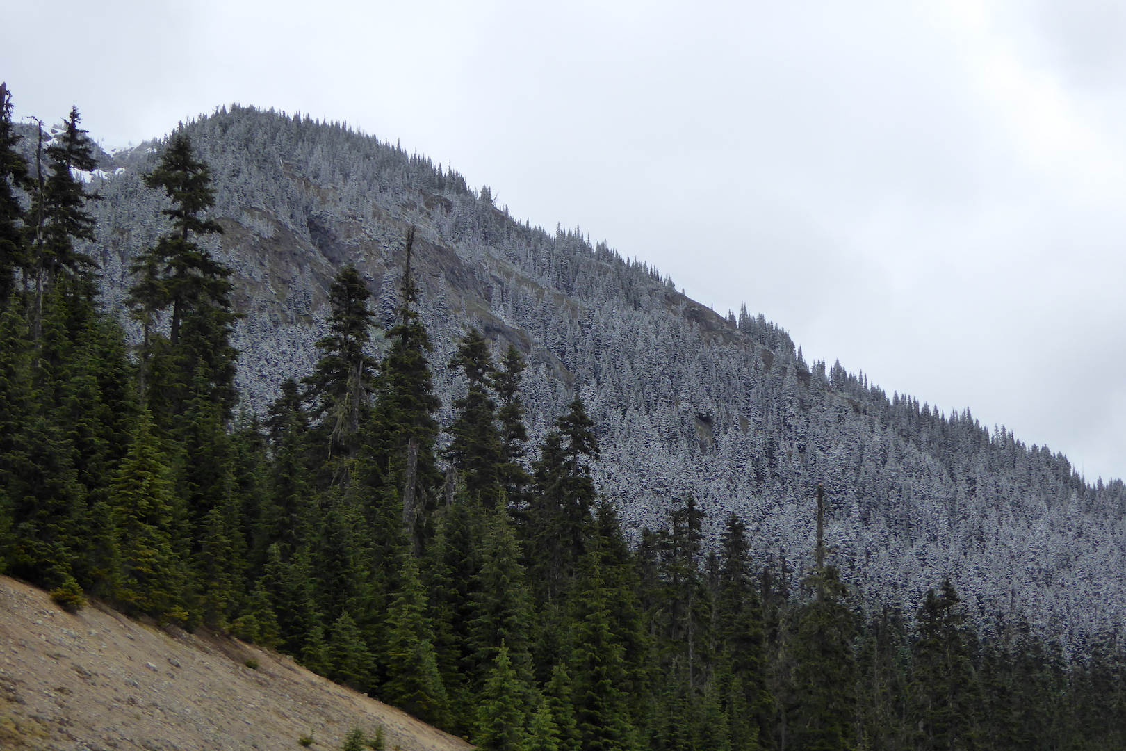 montane forest with light snow at higher elevation