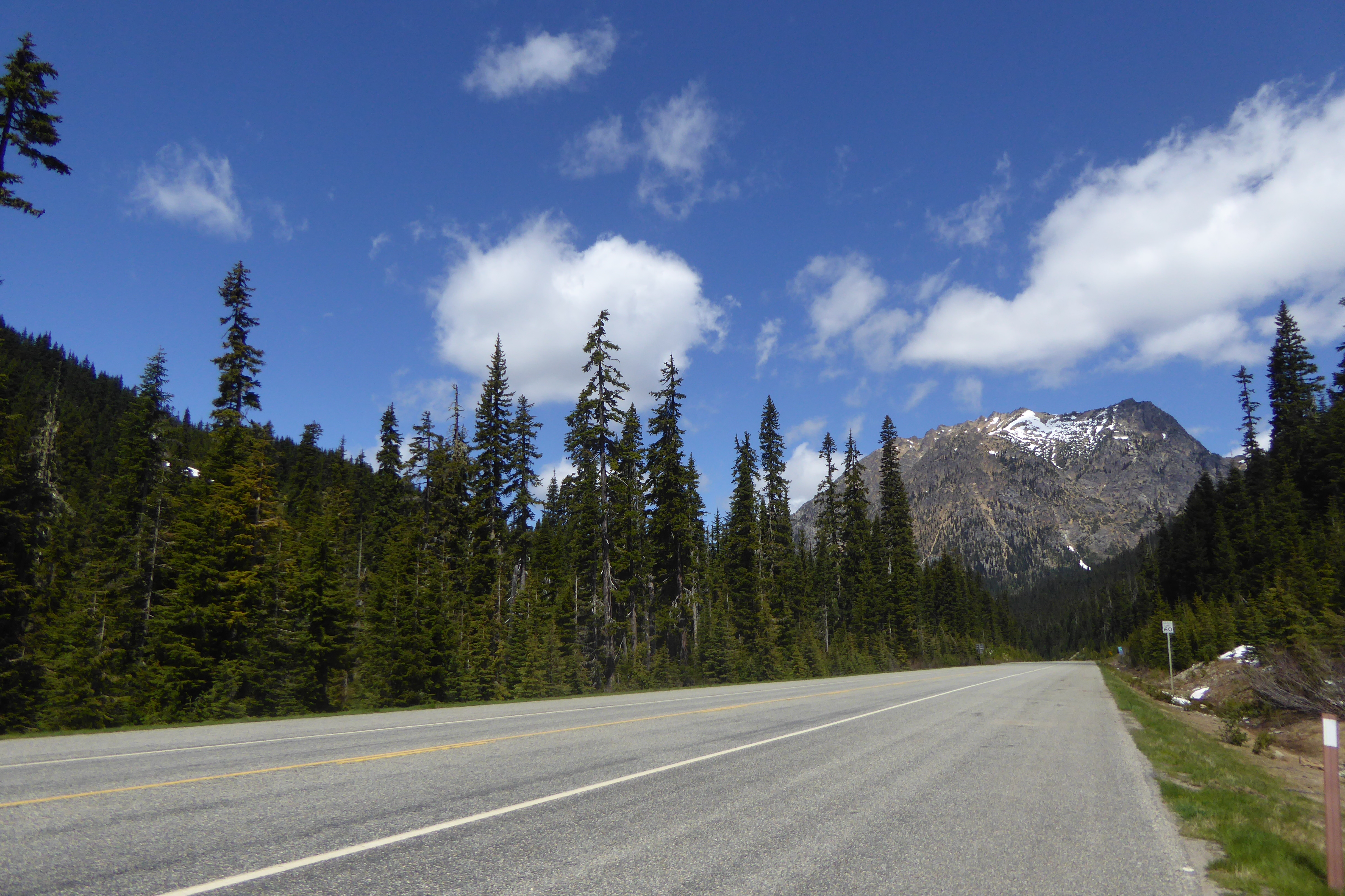 view of road surrounded by coniferous trees and mountain in background