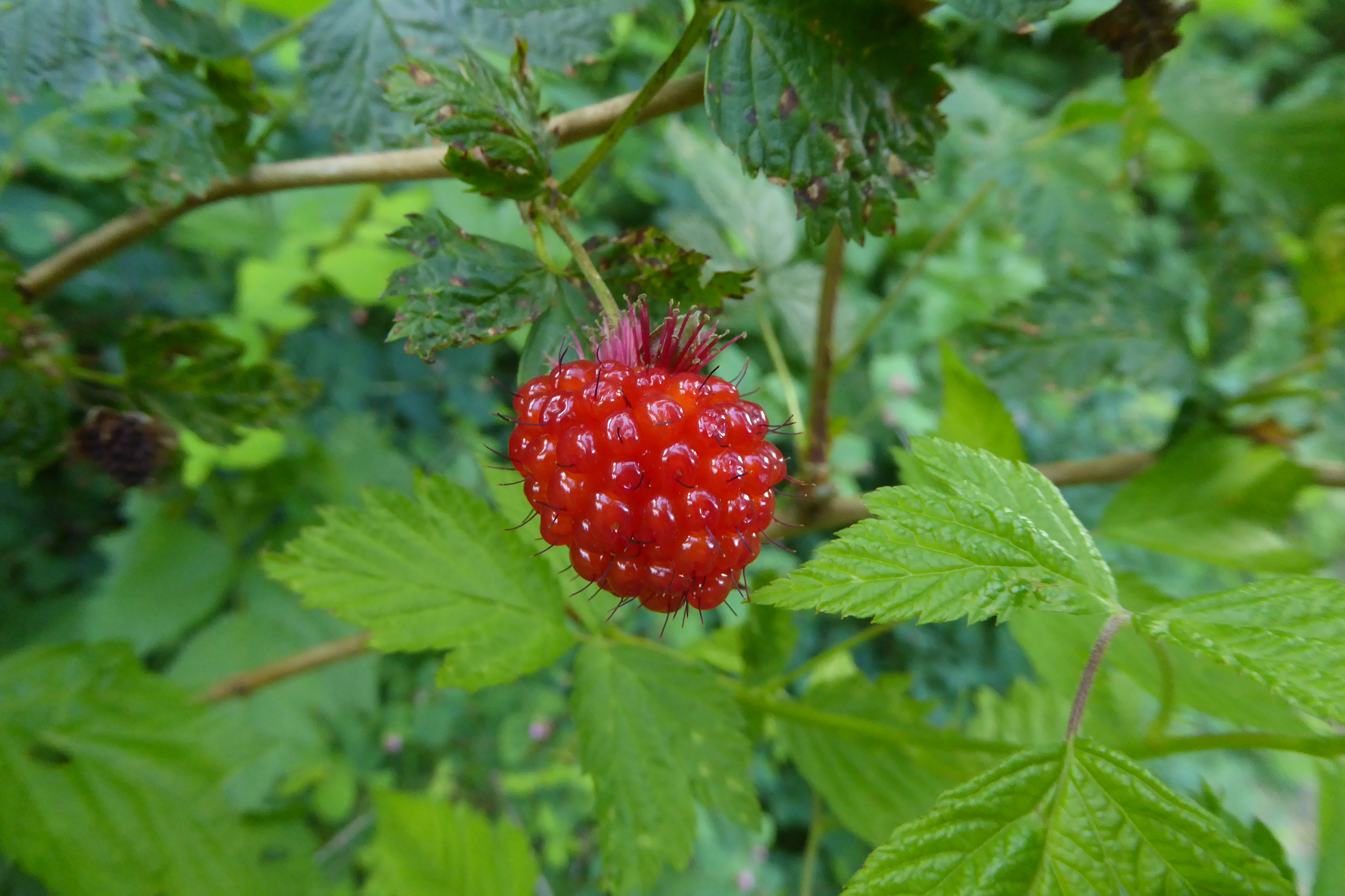 ripe salmonberry
