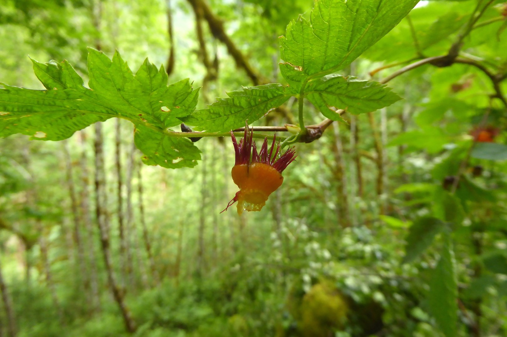 stem of plant missing its fruit