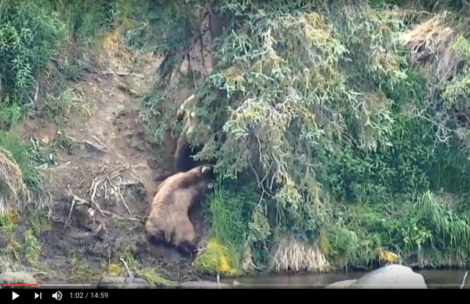 screen shot of bears beneath spruce tree