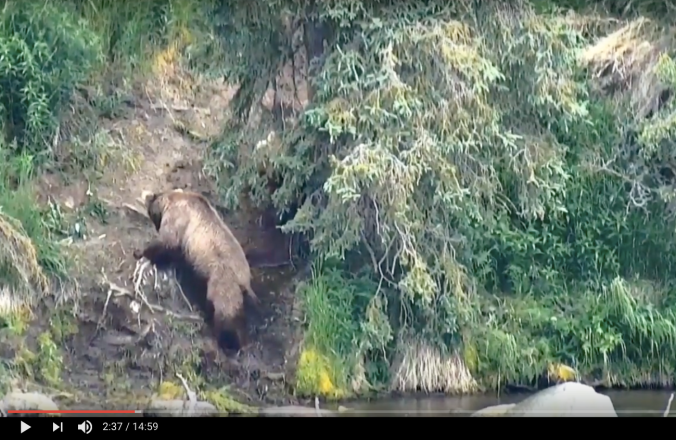 screen shot of brown bear on hill near spruce tree