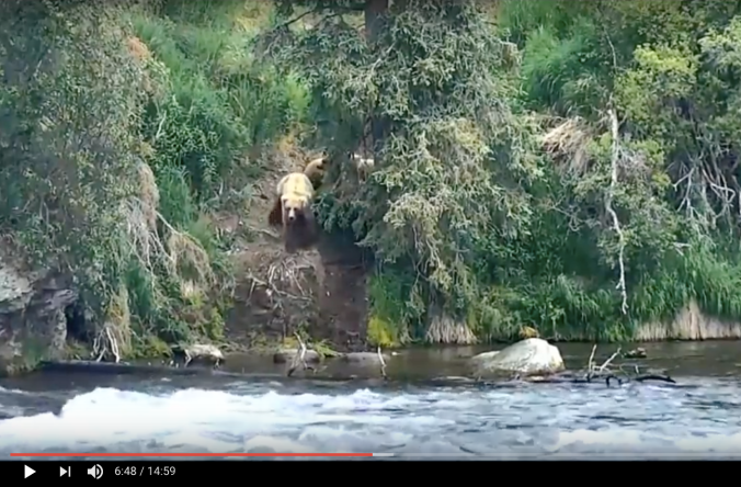 bears standing on his near river