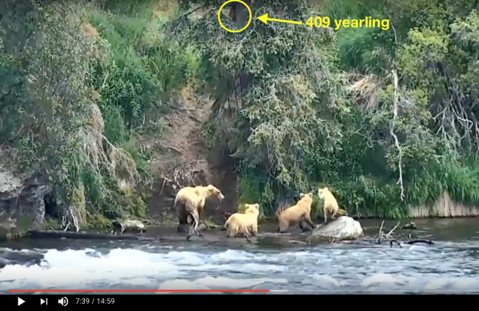 four bears standing in river. Yellow circle surrounds bear in tree. Text reads, "409 yearling"