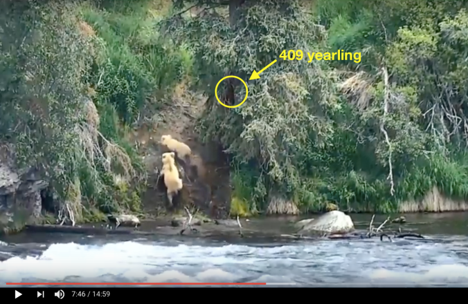 Two bears climbing a hill. Yellow circle highlights a bear in a spruce tree. Text reads, "409 Yearling"
