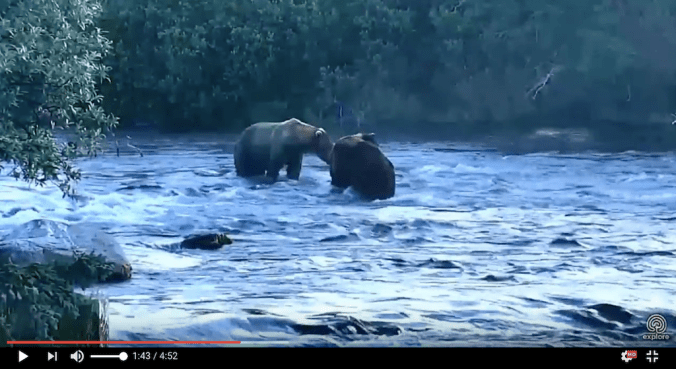 screen shot from video. two bears standing near each other in water