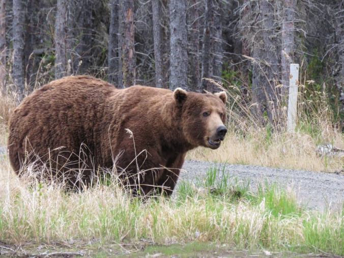 bear standing in grass