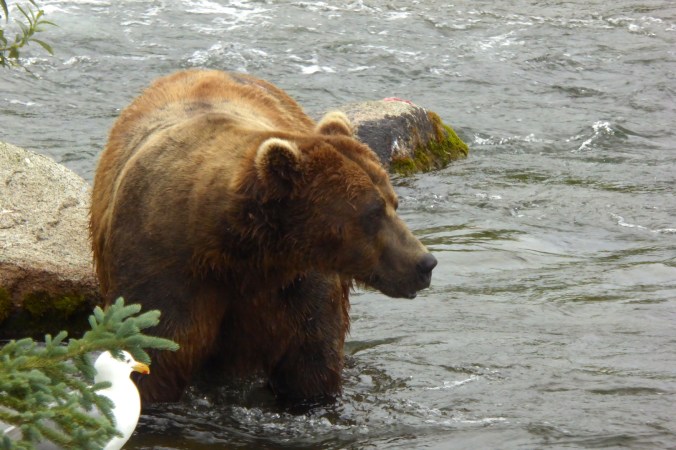 bear standing in water and facing the right side of the photo