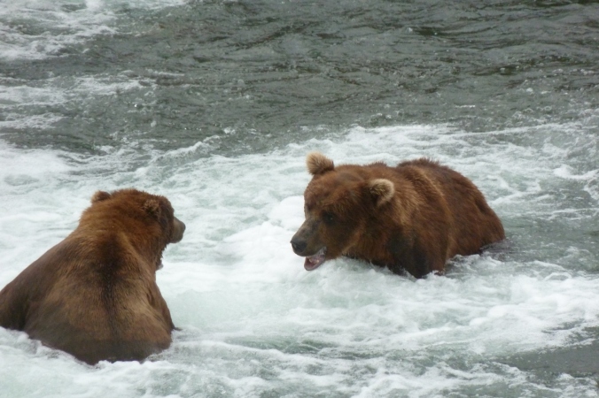 two bears facing each other in water