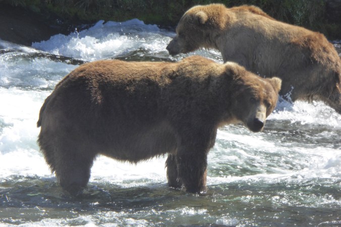 bear standing in water