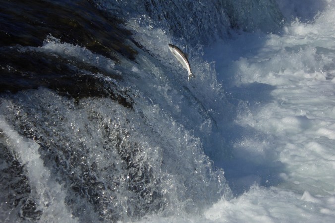 salmon jumping at waterfall