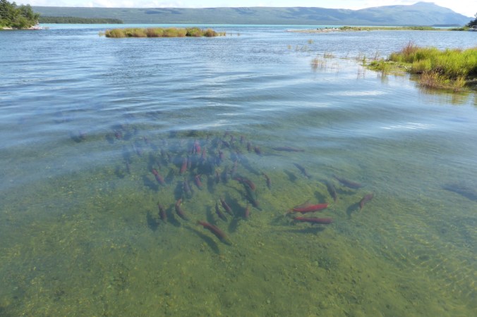 school of salmon in water with lake and mountains in background