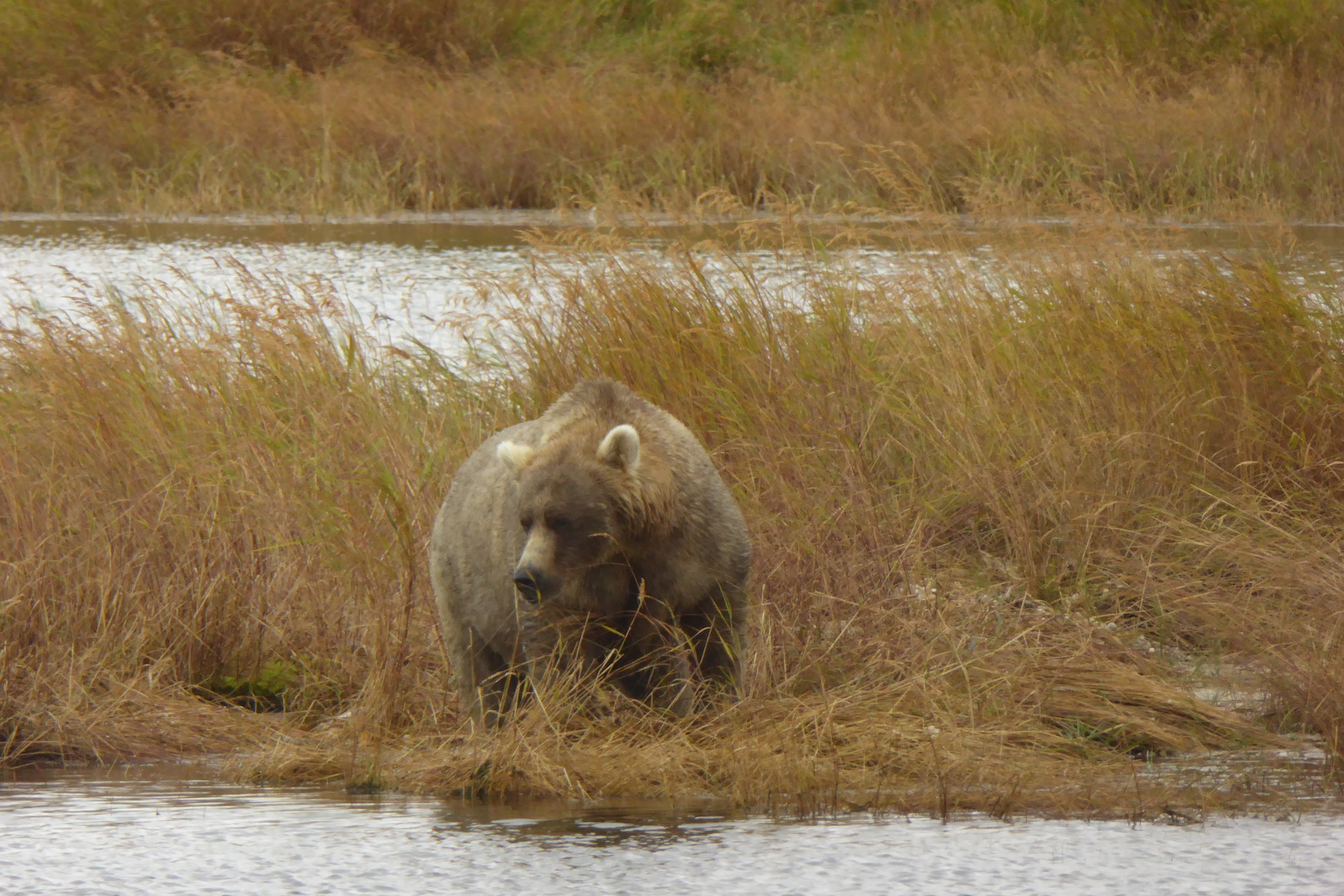 brown bear standing in grass near water