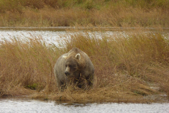 brown bear standing in grass near water