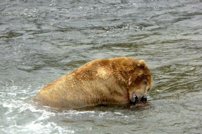 bear in water biting salmon with side of his mouth