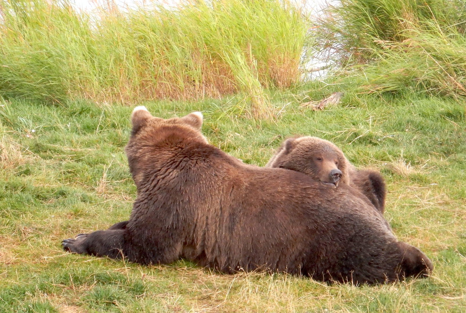 bear cub resting its head on its mother