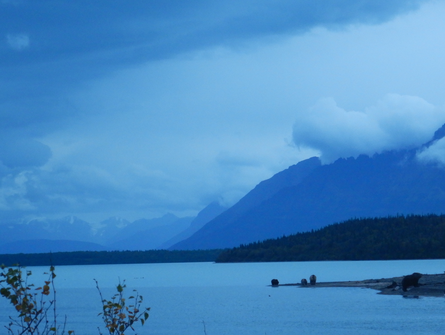 bears standing on edge of lake with mountains in background