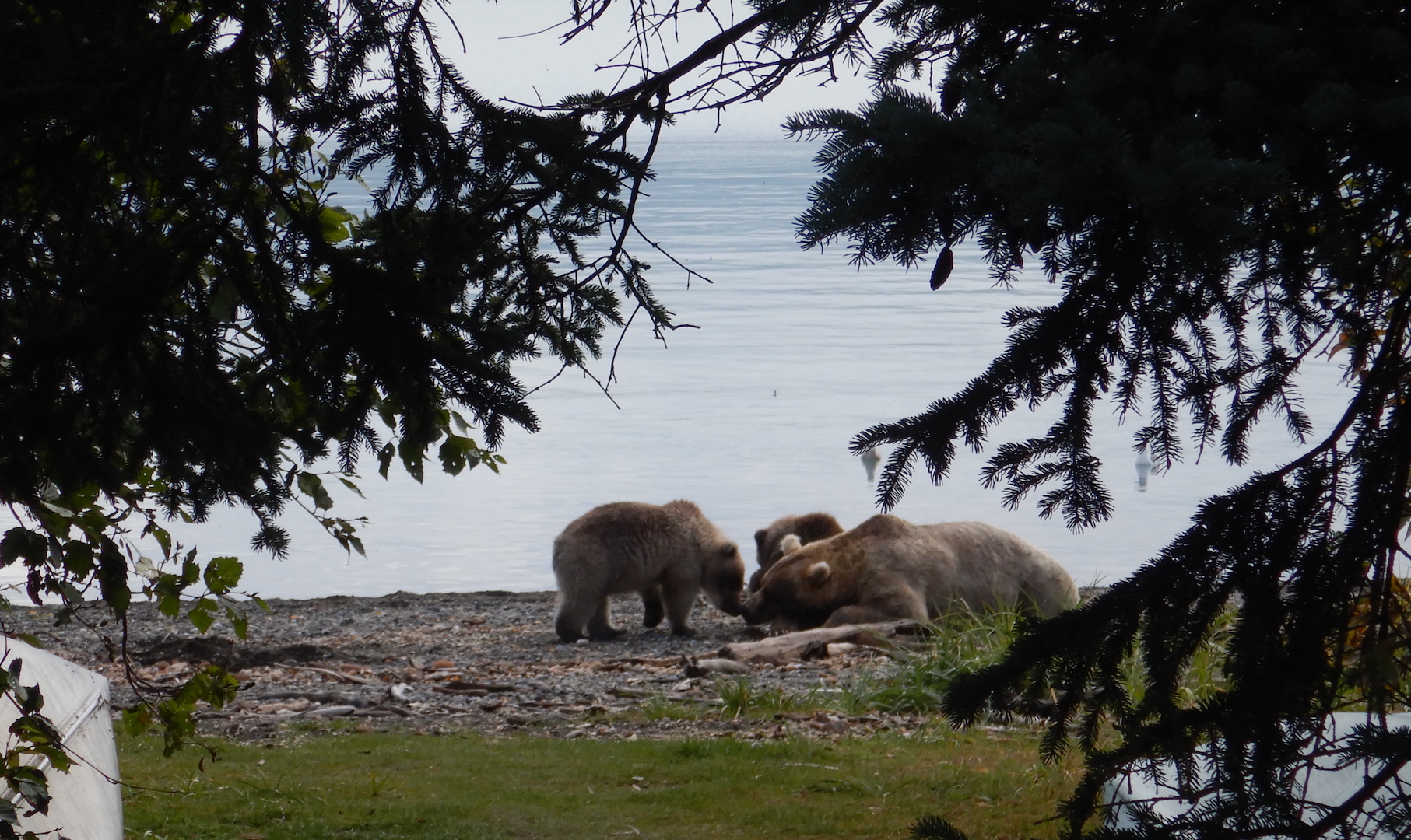 bear family resting on beach