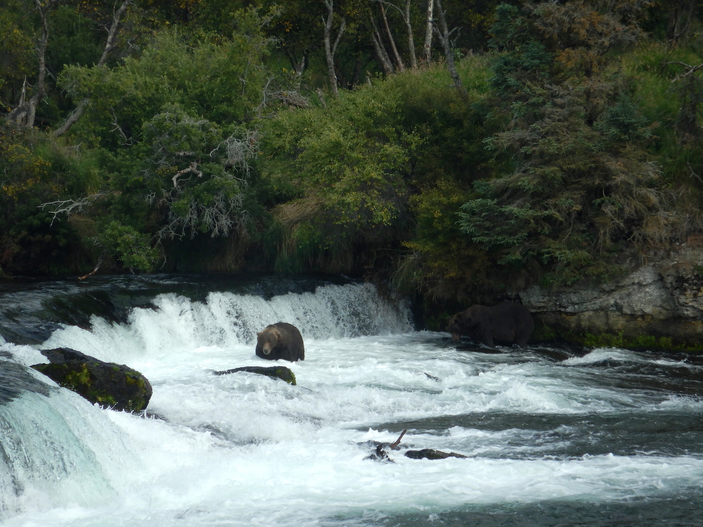 Bears standing at waterfall