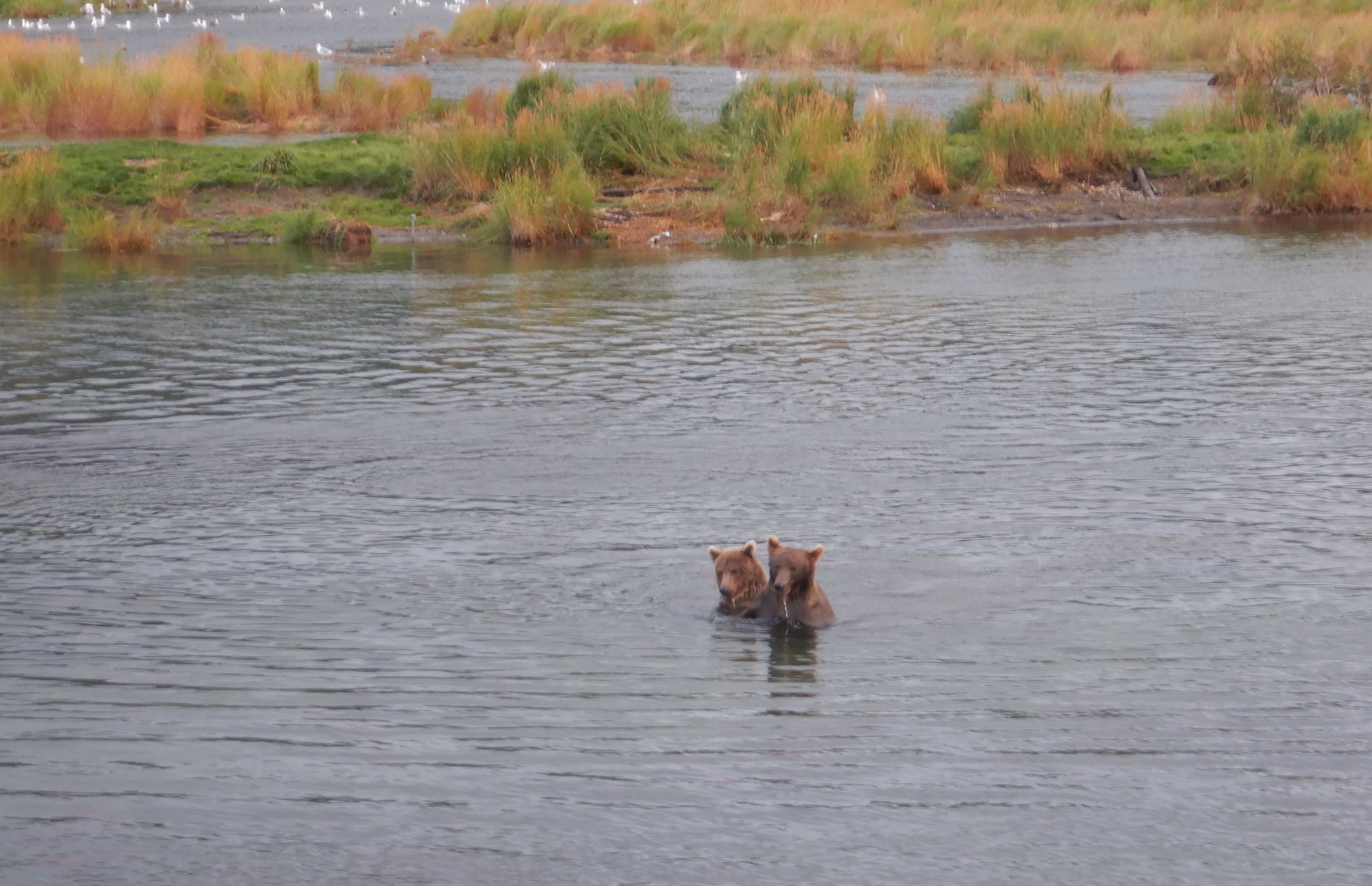 two bears in water