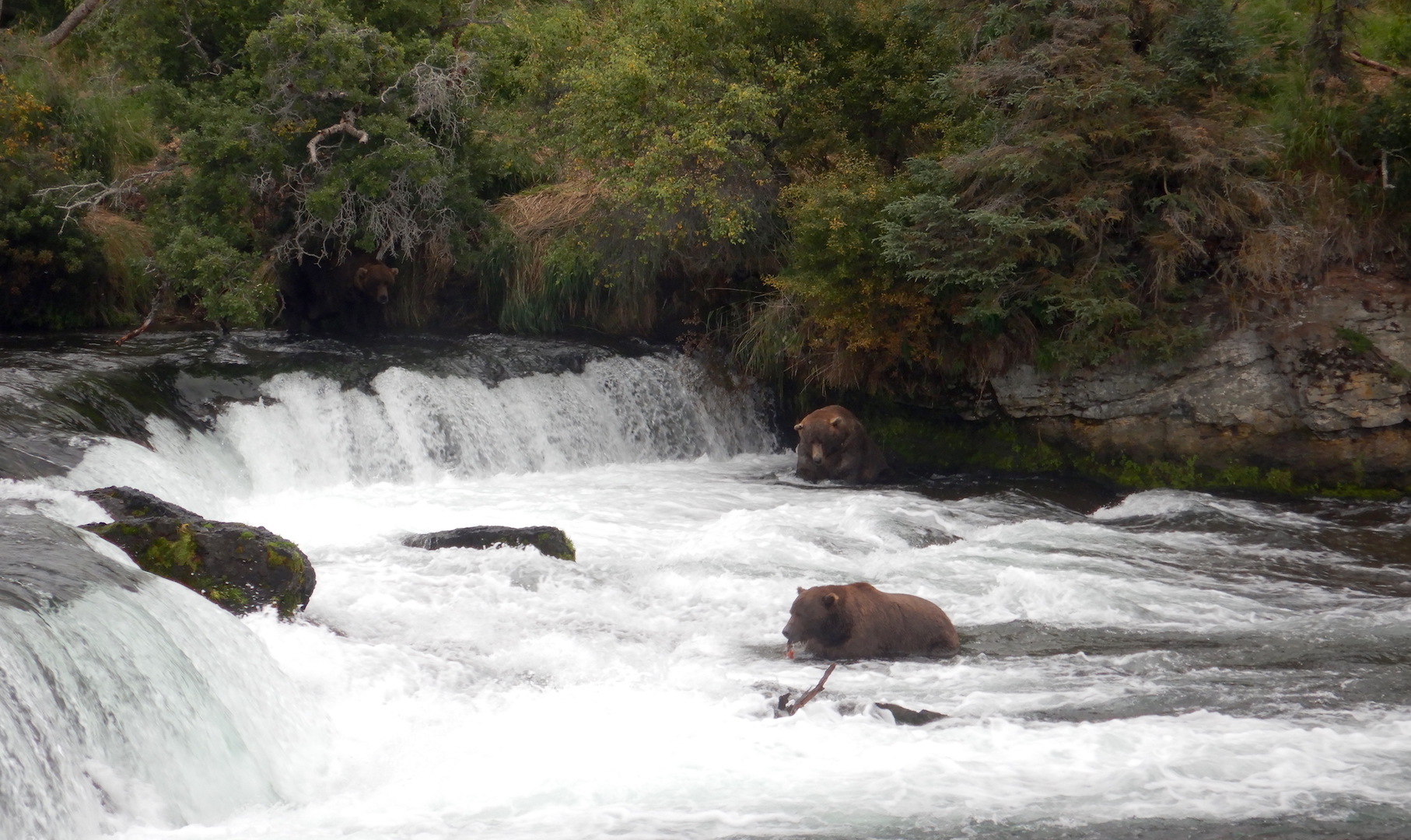 bears fishing at waterfall
