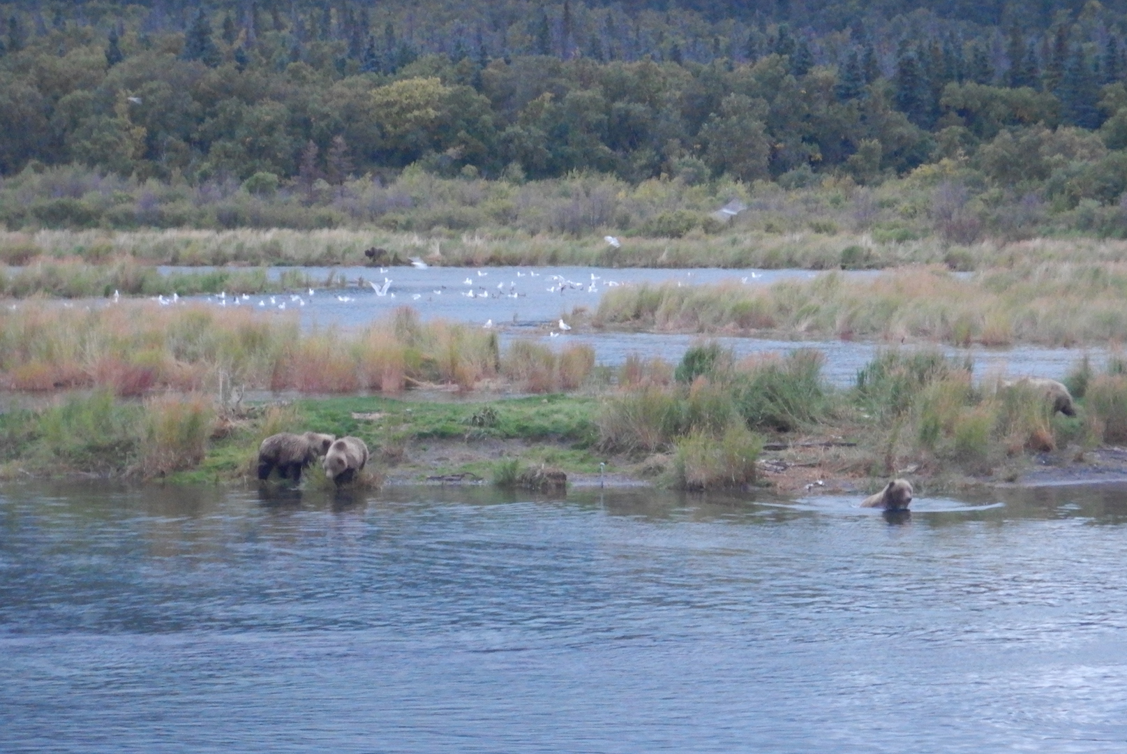 bears in water near grassy marsh