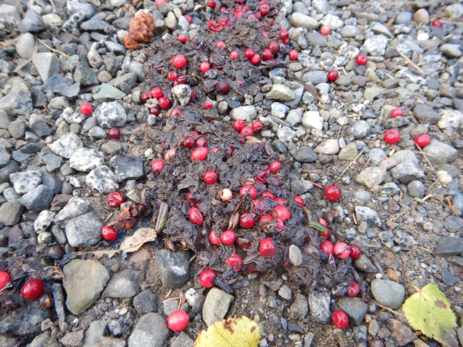 red berries in bear scat