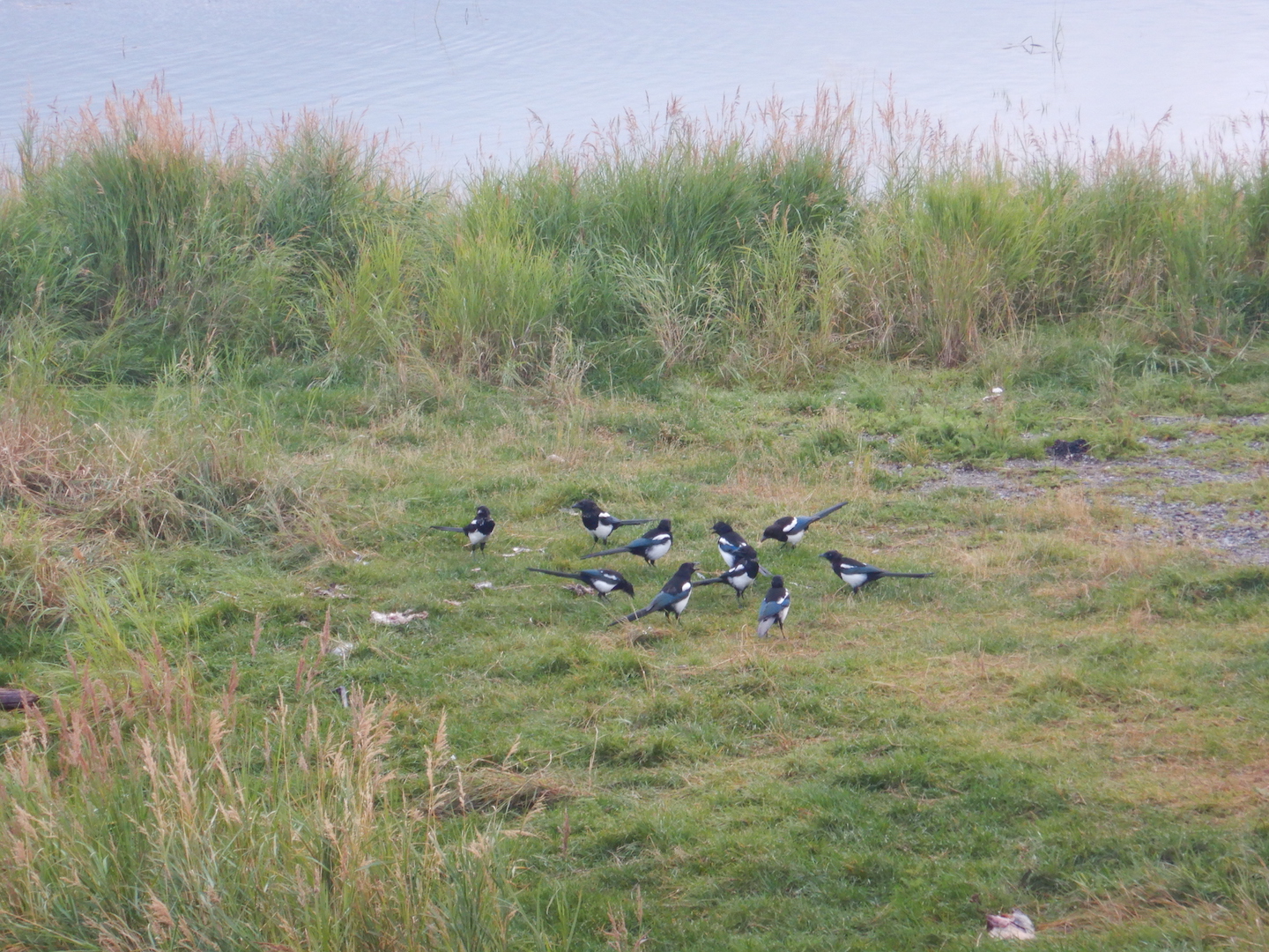 group of 11 black and white magpies in grass