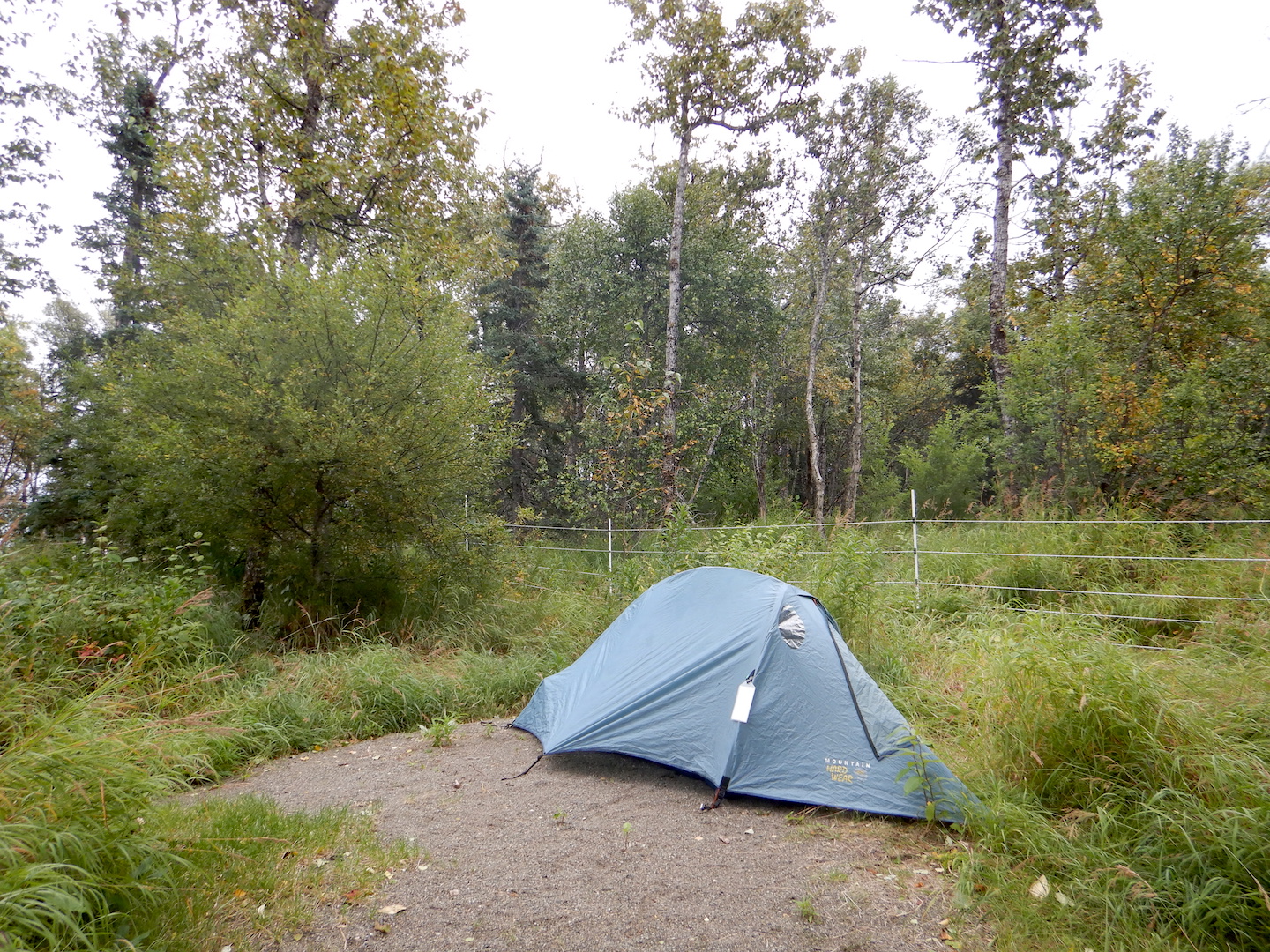 tent in grass with tree in background