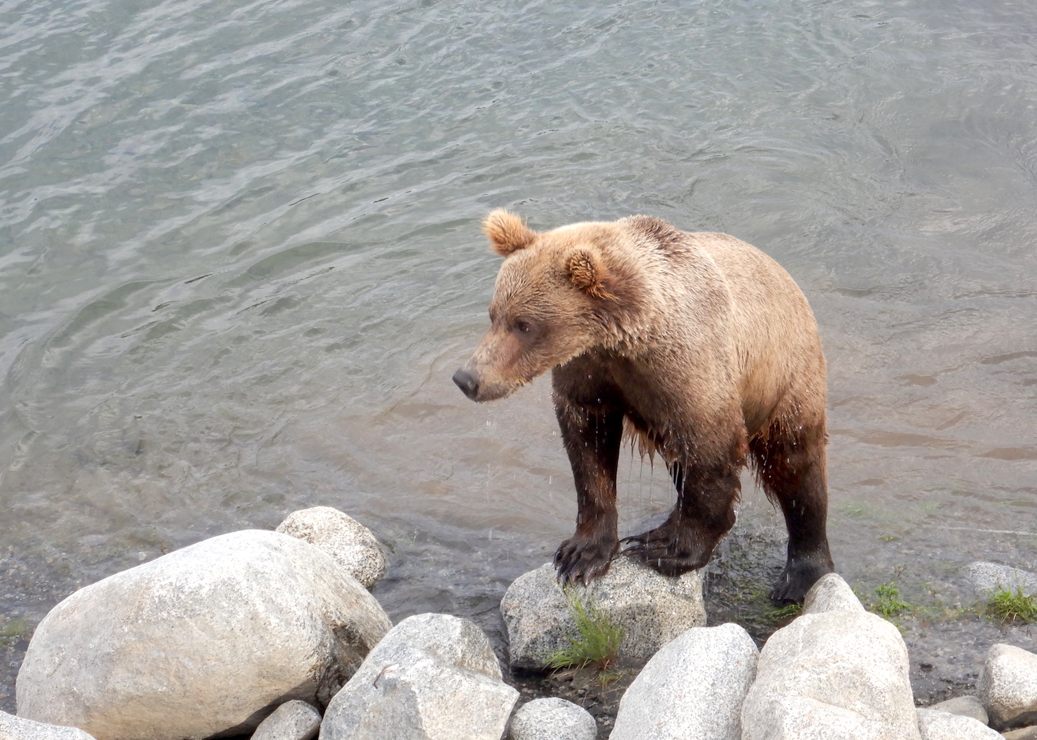 brown bear standing with front paws on boulder